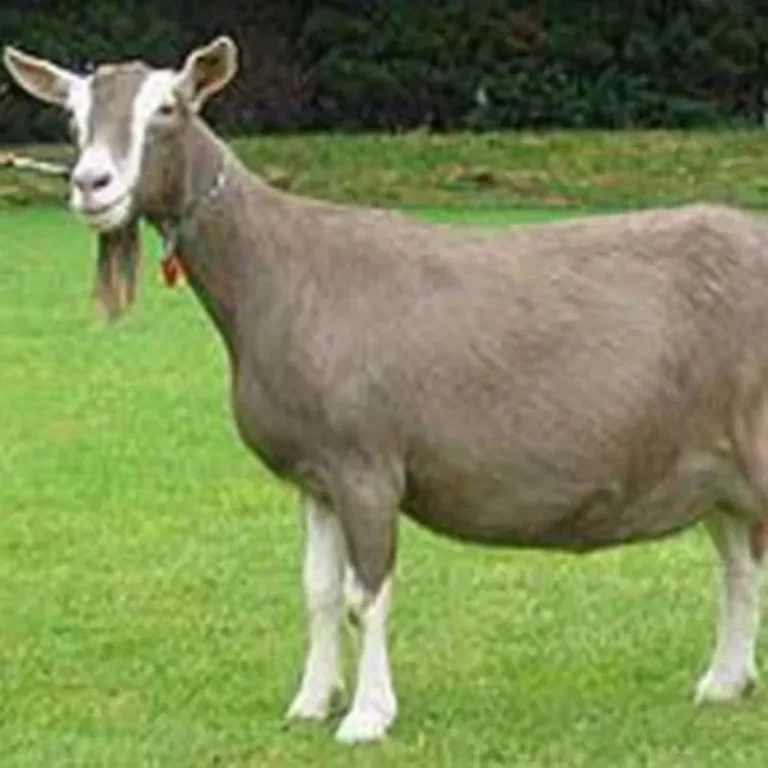 Toggenburg-Goats-768x768